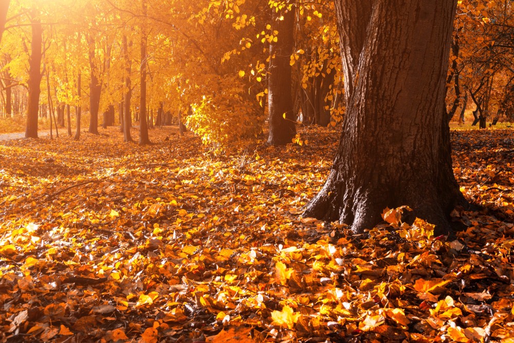 Pratique du bain de forêt